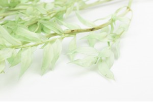 ruscus-sec-rouge-lacte-8