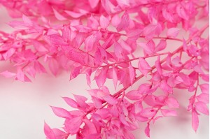 preserved-ruscus-milky-red-8