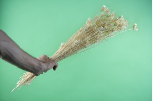 dried-nigella-orientalis-18.