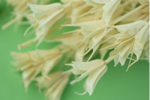 dried-nigella-orientalis-18.