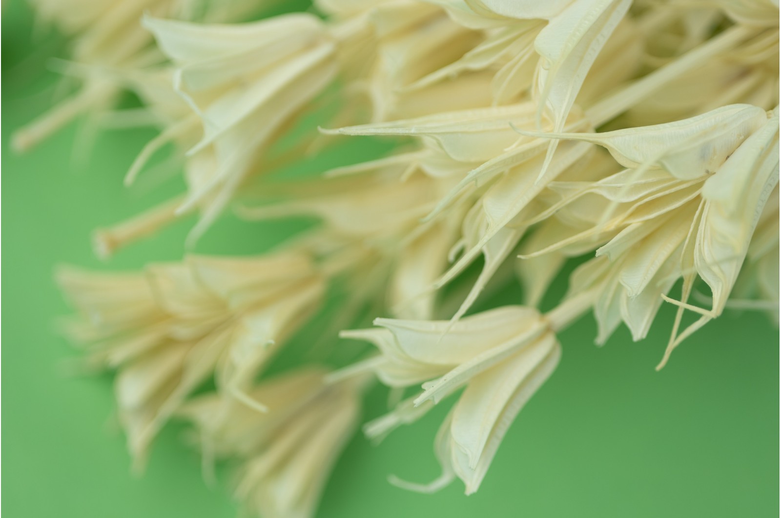 dried-nigella-orientalis-18