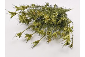 dried-nigella-orientalis-18.