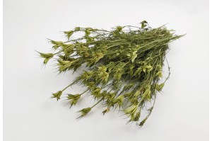 dried-nigella-orientalis-18.