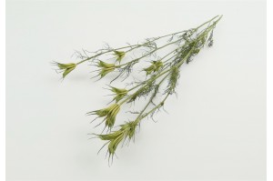 dried-nigella-orientalis-18.