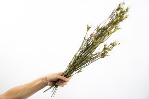 dried-nigella-orientalis-18.