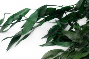 Preserved ruscus (11)