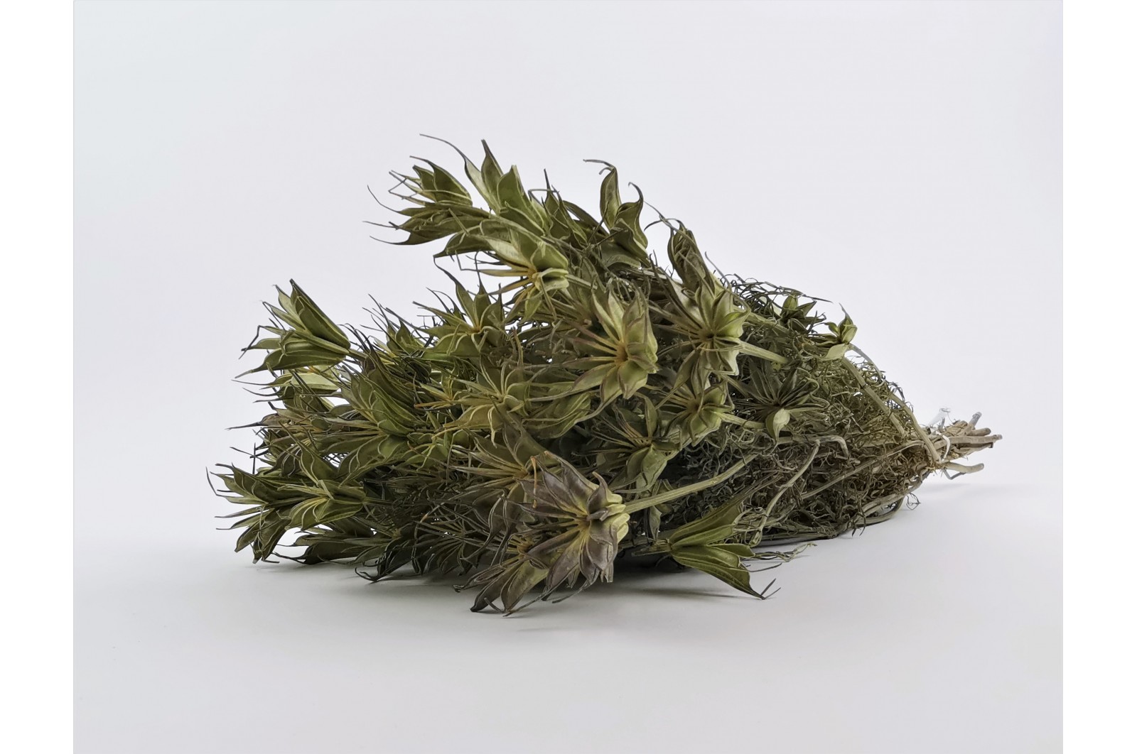 dried-nigella-orientalis-12