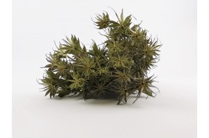 dried-nigella-orientalis-12.