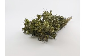 dried-nigella-orientalis-12.