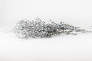 preserved-ruscus-20-.