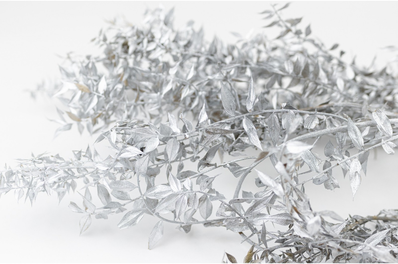 Preserved ruscus (24)* preserved-ruscus-20-