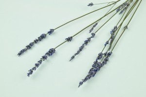 preserved-lavender-8.