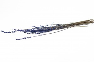 preserved-lavender-8.