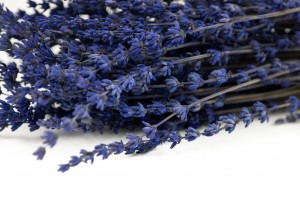 stabilisierter-lavendel-8