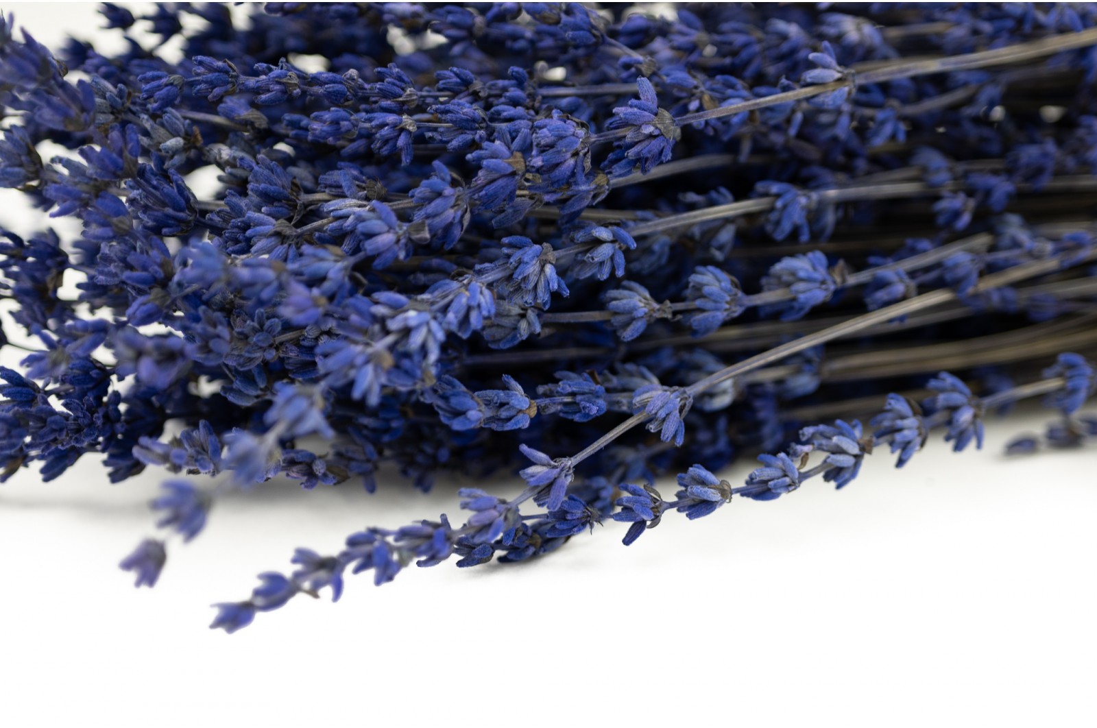 Stabilisierter Lavendel (8) stabilisierter-lavendel-8