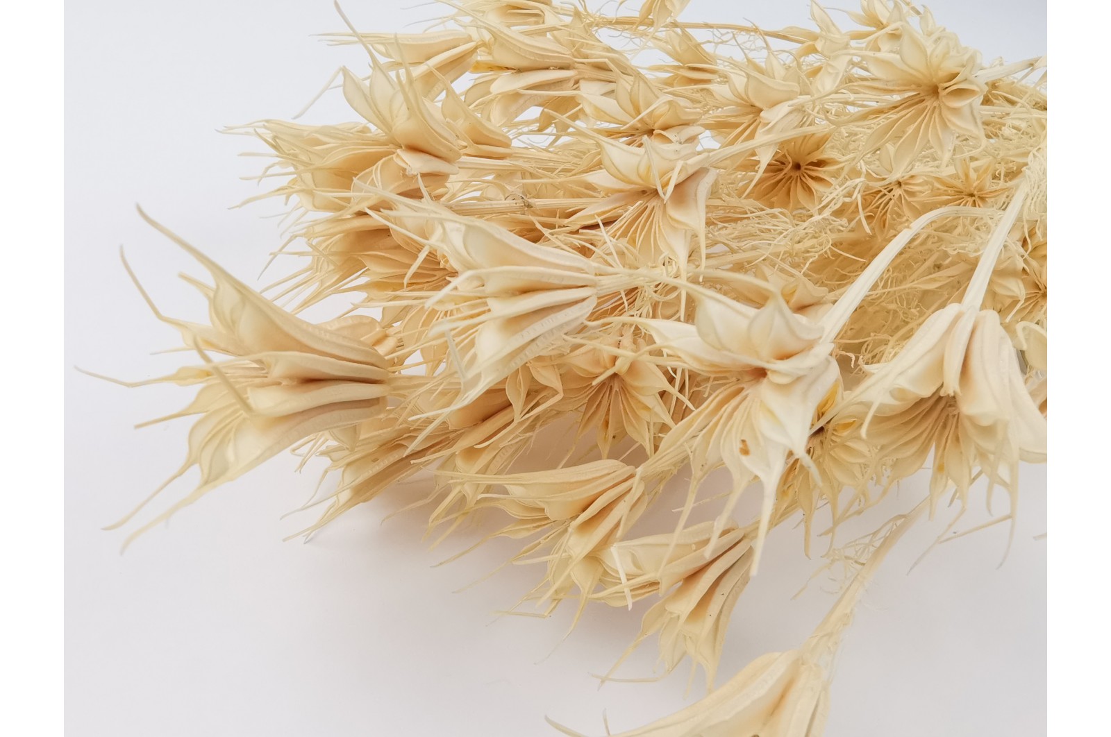 dried-nigella-orientalis-20