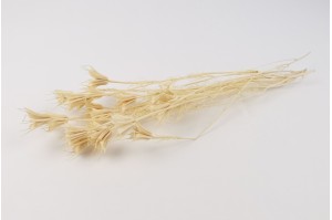 nigelle-orientale-seche-20.