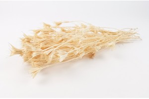 dried-nigella-orientalis-20.