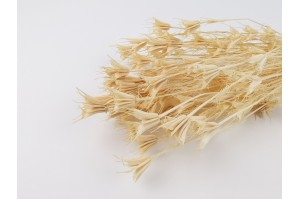 dried-nigella-orientalis-20.