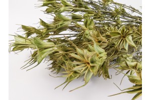 dried-nigella-orientalis-20.