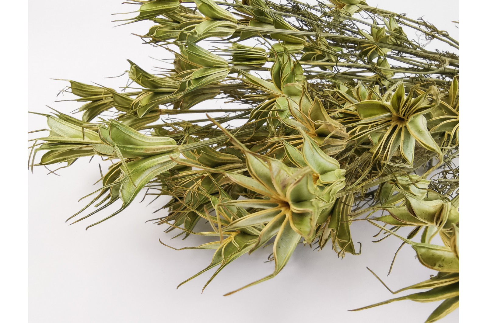 dried-nigella-orientalis-20