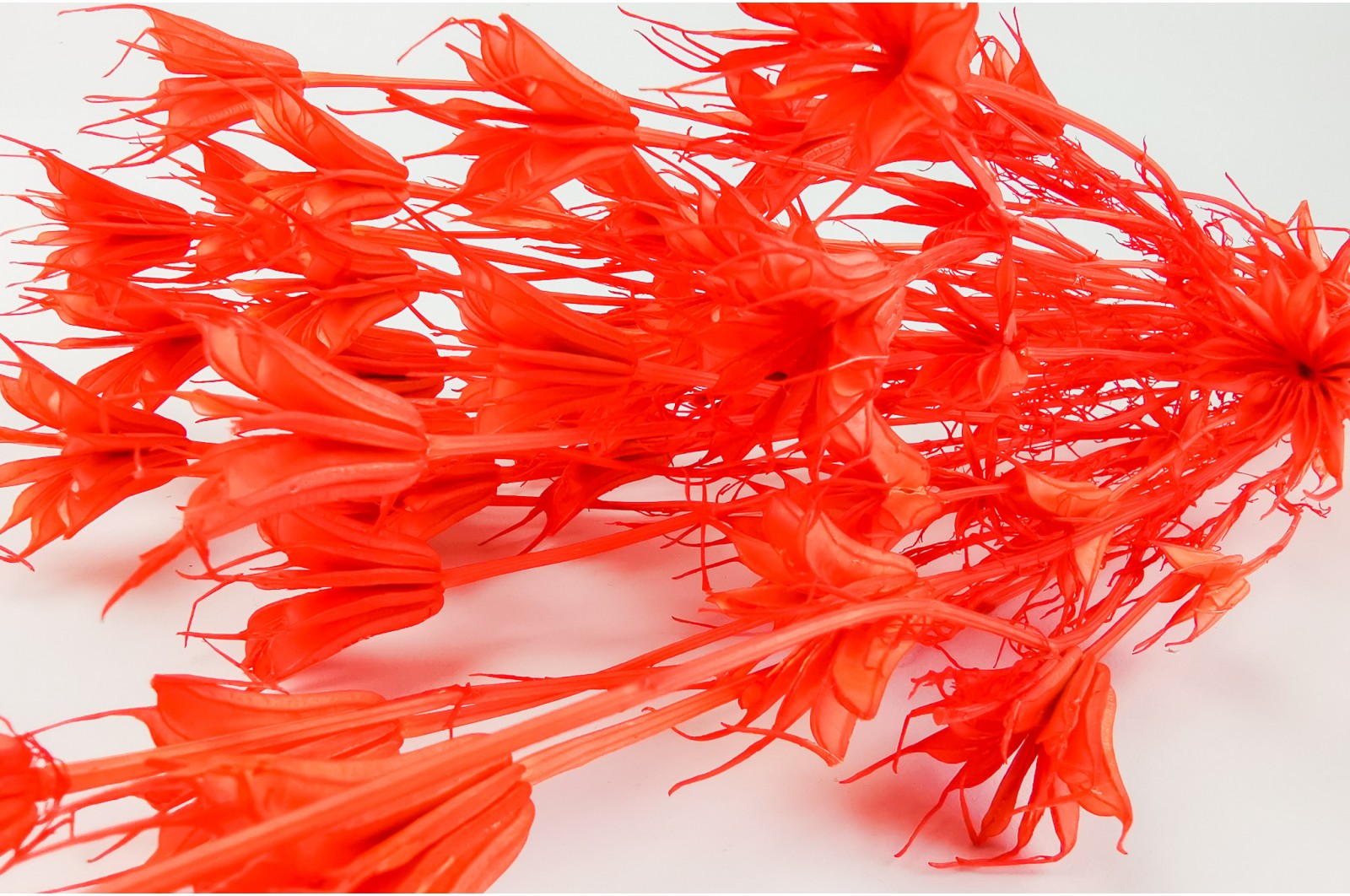 Dried nigella Orientalis (20) dried-nigella-orientalis-20