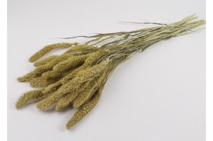 dried-setaria-11.