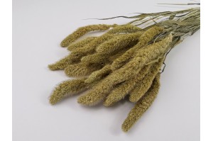 dried-setaria-11.