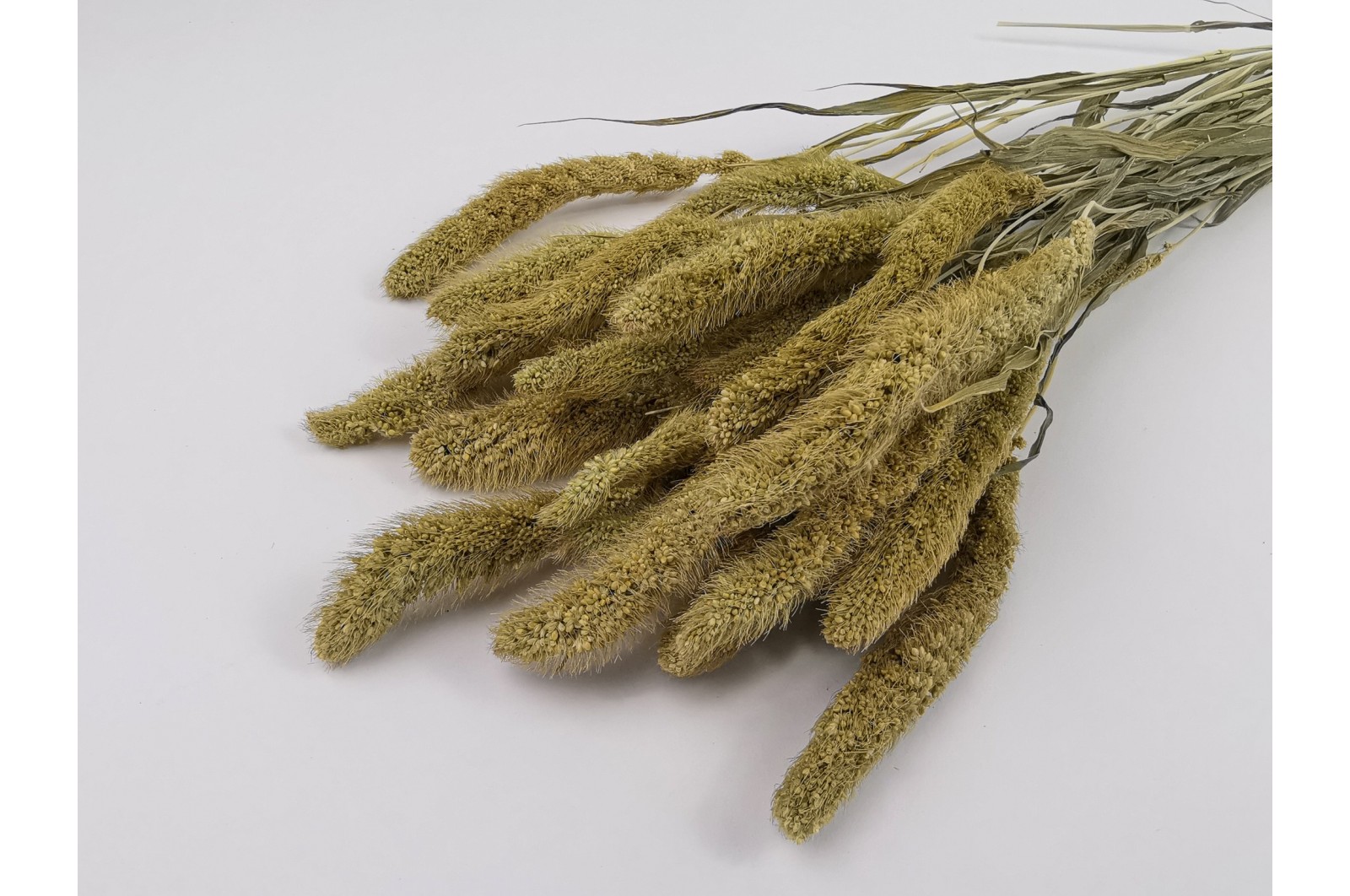 Dried setaria (11) dried-setaria-11