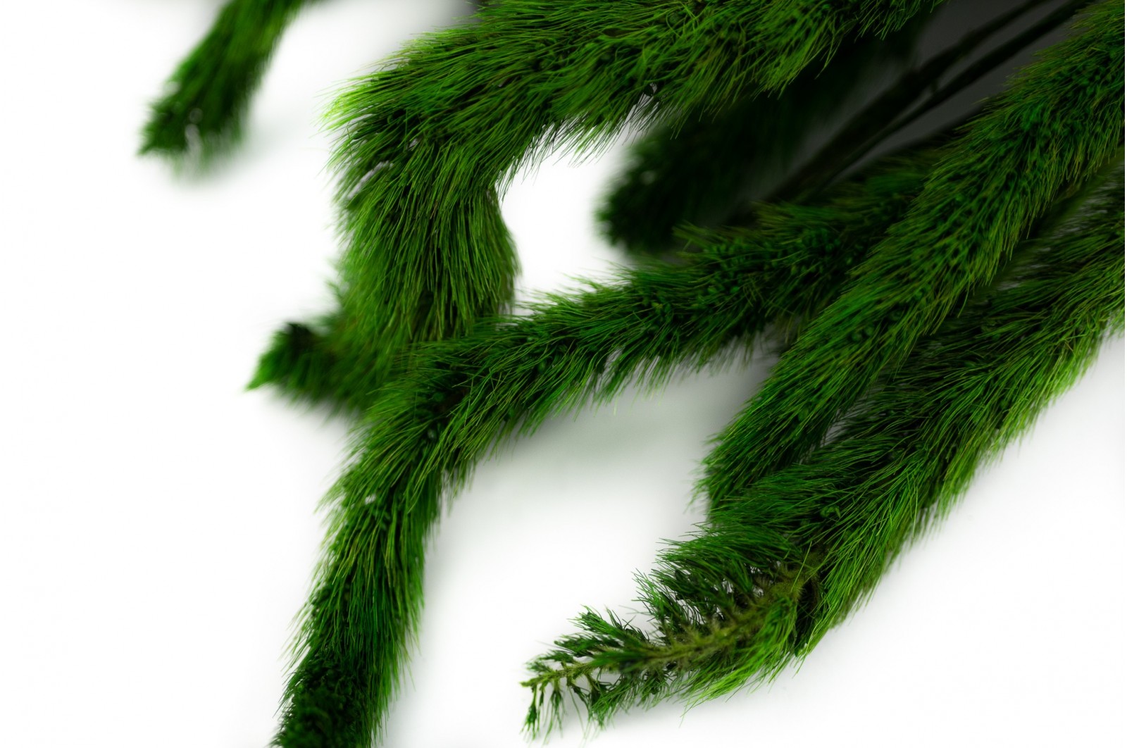Stabilisierte Setaria (26) stabilisierte-setaria-26
