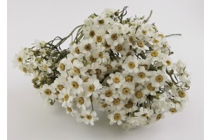 getrocknete-ixodia-8