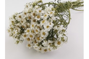 getrocknete-ixodia-8.