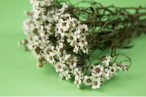 dried-ixodia-22
