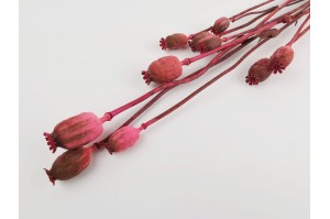 dried-poppy-18.