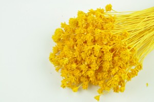 dried-hill-flower-8.