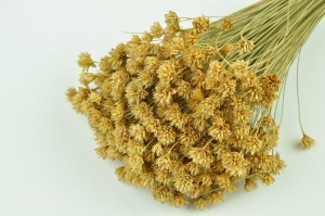 dried-hill-flower-8