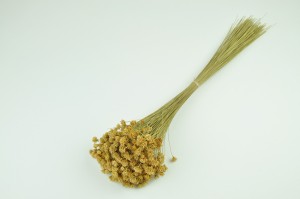 dried-hill-flower-8.