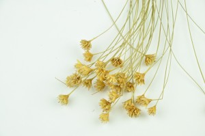 dried-hill-flower-8.