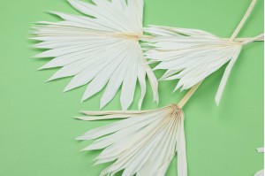 palm-sun-seche-medium-12