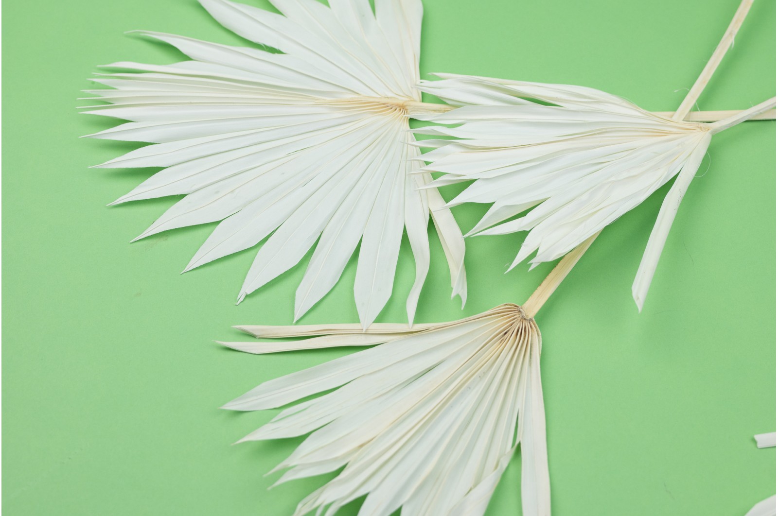 Dried palm sun-medium (12) dried-palm-sun-medium-12