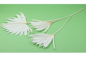 trockene-palme-mittel-12.