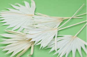 trockene-palme-mittel-12.