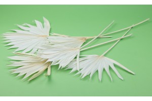 palm-sun-seche-medium-12.