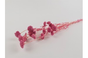 stabilisierter-achillee-filipendula-8.