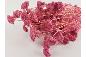 achillee-filipendula-stabilisee-8