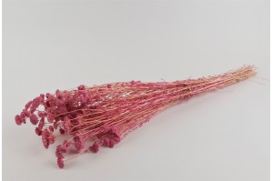 stabilisierter-achillee-filipendula-8.