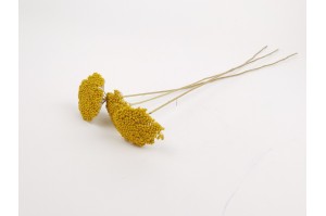 dried-achillea-parker-18.