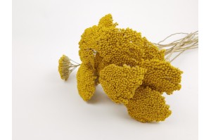 dried-achillea-parker-18.