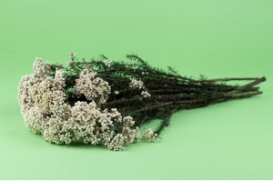 preserved-diosmirice-flower-6.