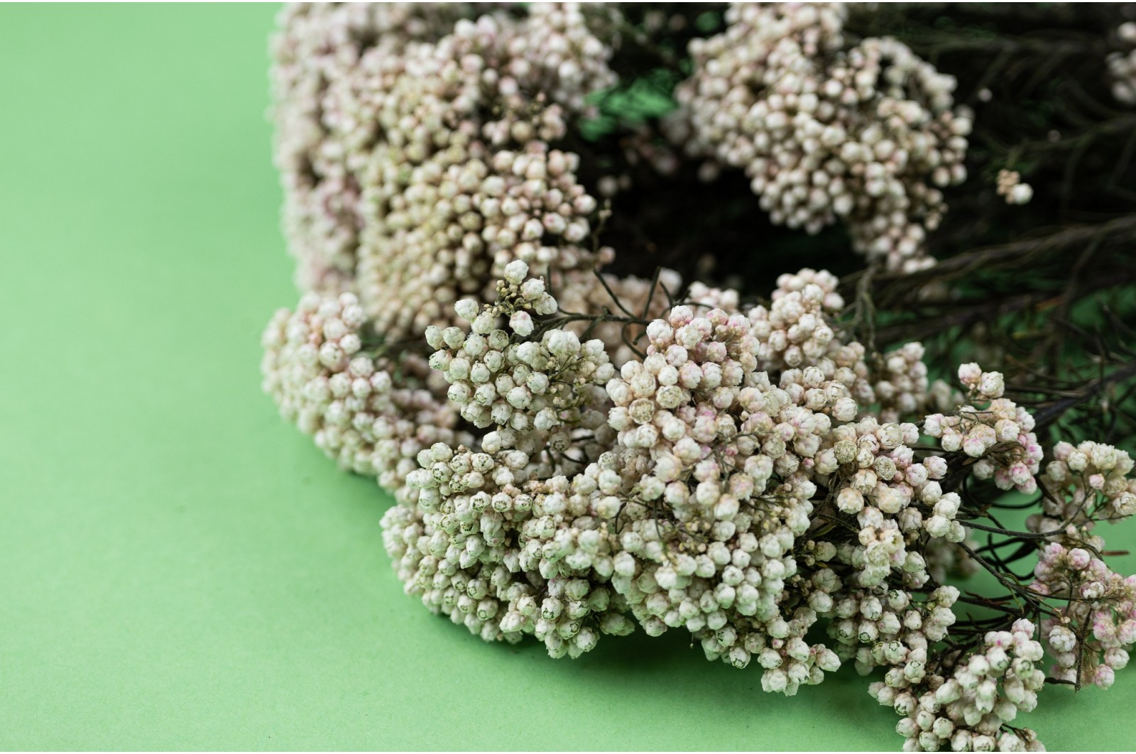 Preserved Diosmi/Rice flower (6) Preserved Diosmi/Rice flower (6)